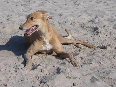 Greyhound Nina billede 9