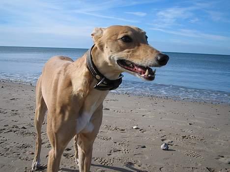 Greyhound Nina billede 10