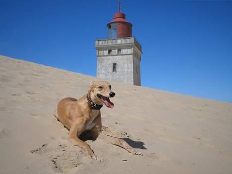 Greyhound Nina billede 11