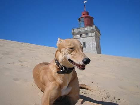 Greyhound Nina - uuh der er vist sandstorm billede 12