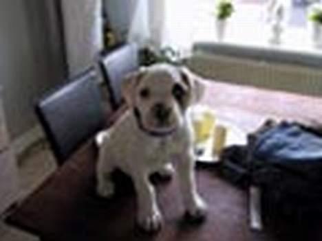 Amerikansk bulldog Nemo billede 2