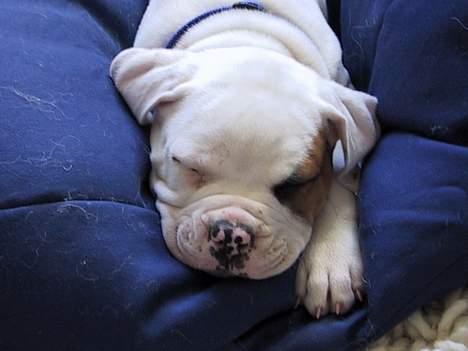 Amerikansk bulldog Nemo billede 3