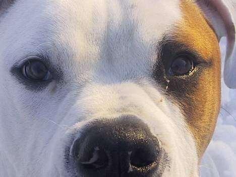 Amerikansk bulldog Nemo billede 4