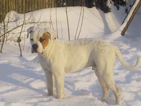 Amerikansk bulldog Nemo billede 5