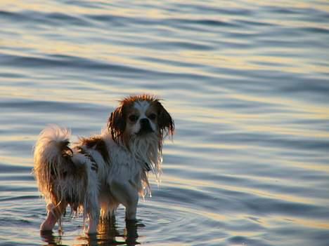 Blanding af racer Pepsi - Her er en lille glad vandhund ved stranden i aftensolen. billede 6