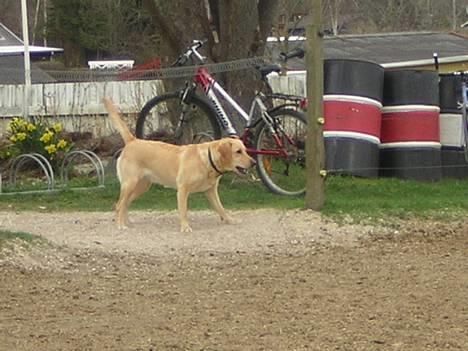 Blanding af racer Donna billede 17