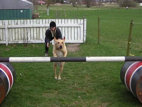 Blanding af racer Donna billede 18