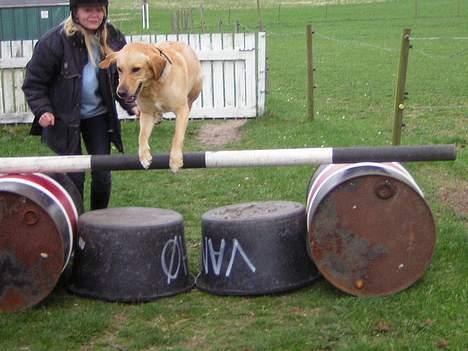 Blanding af racer Donna billede 19