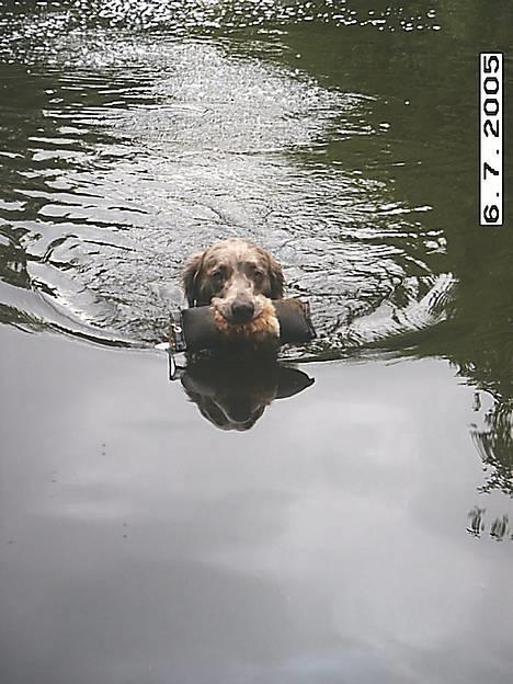 Langhåret Weimaraner Agge - Og moren er så stolt af sin dygtige hund... billede 17