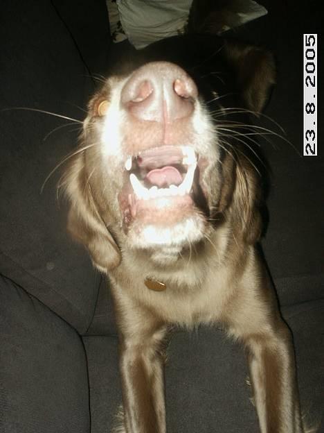 Langhåret Weimaraner Agge - Forklædt som Red Nose *ss* Kæft jeg er farlig ! *Gggg* billede 18