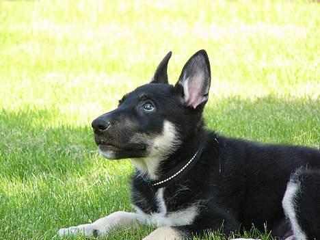 Blanding af racer Zaco billede 3