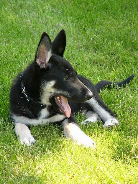 Blanding af racer Zaco billede 4