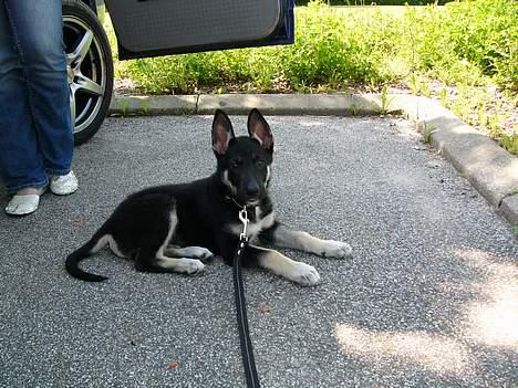 Blanding af racer Zaco billede 5