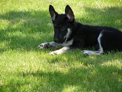 Blanding af racer Zaco billede 6