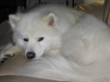 Samojedhund Enrico Of Buddha (RICKI) - den store hyggetrold.... billede 2