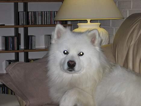 Samojedhund Enrico Of Buddha (RICKI) - han leger lige fotomodel...=) billede 3