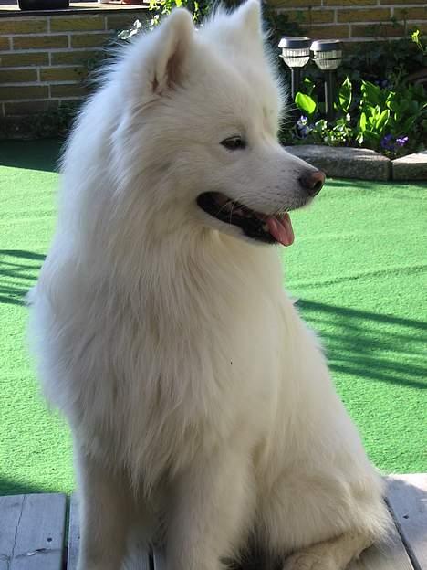 Samojedhund Enrico Of Buddha (RICKI) - et billede fra sidste år....  billede 4