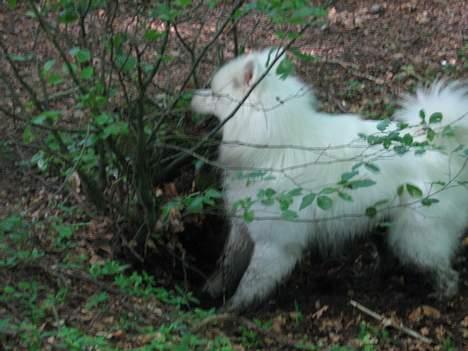 Samojedhund Enrico Of Buddha (RICKI) - han elsker at være i skoven.,... billede 5