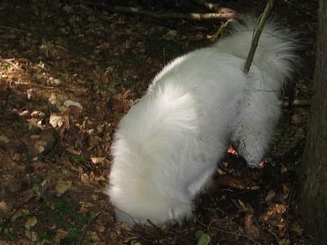 Samojedhund Enrico Of Buddha (RICKI) - hvad mon han finder??? billede 6