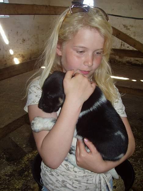 Blanding af racer speechii billede 10