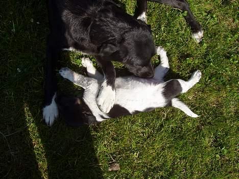 Blanding af racer speechii billede 12