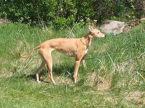 Greyhound Nina - er det en bambihund..? billede 13