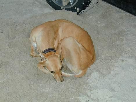 Greyhound Nina - nu er jeg træt af at vente så jeg graver mig ned... billede 14