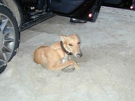 Greyhound Nina - er i snart færdige med at sidde på stranden..det er jo længe siden solen gik ned! billede 15