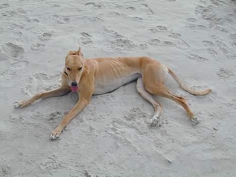 Greyhound Nina - der er intet så skønt som en strand efter en god løbetur! billede 16