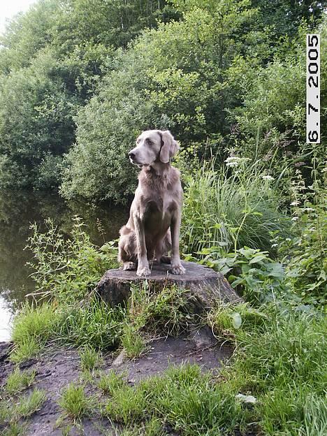 Langhåret Weimaraner Agge - Nyder den gode udsigt billede 19
