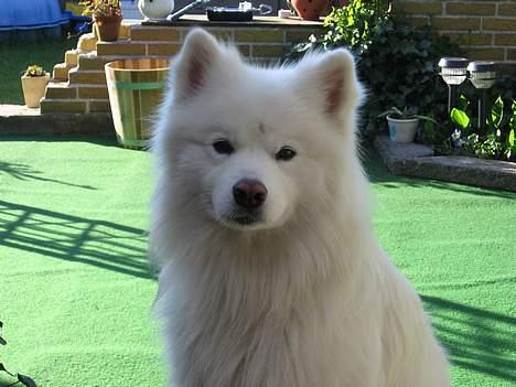 Samojedhund Enrico Of Buddha (RICKI) - et til fra sidste år.... billede 7