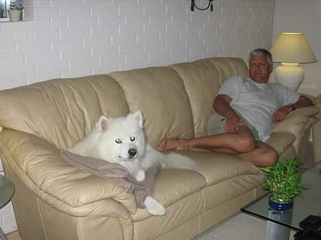 Samojedhund Enrico Of Buddha (RICKI) - her ligger han lige og hygger med min far i sofaen billede 8