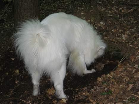 Samojedhund Enrico Of Buddha (RICKI) - mon han fandt musen.... nææ..... billede 9