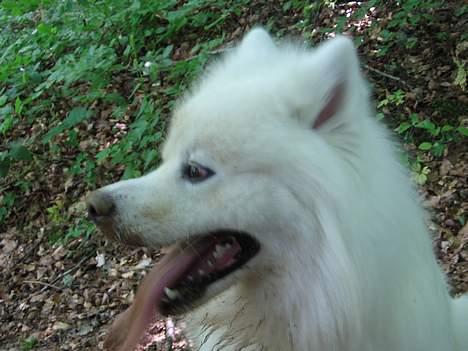 Samojedhund Enrico Of Buddha (RICKI) - i skoven igen.... billede 10