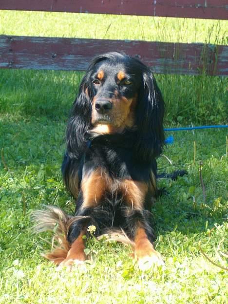 Blanding af racer Tascha  billede 1