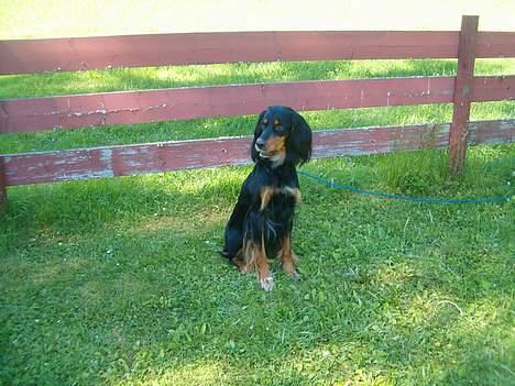 Blanding af racer Tascha  billede 2