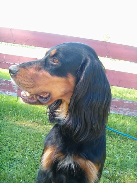 Blanding af racer Tascha  billede 3