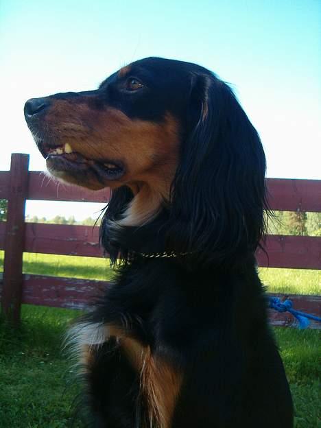 Blanding af racer Tascha  billede 4