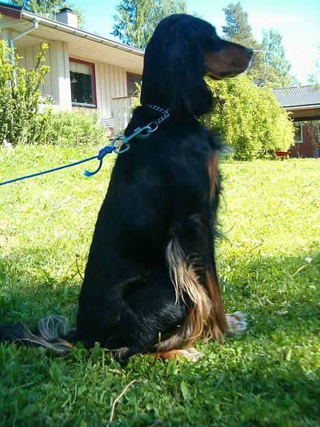 Blanding af racer Tascha  billede 5