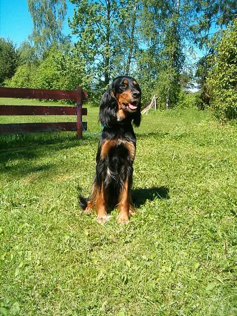 Blanding af racer Tascha  billede 6