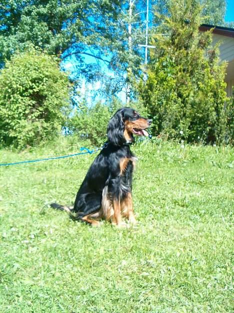 Blanding af racer Tascha  billede 7