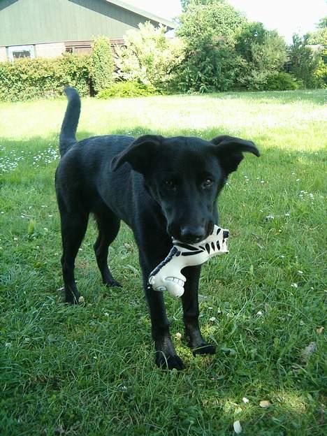 Blanding af racer Zenta billede 18