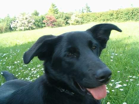 Blanding af racer Zenta billede 19