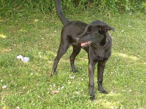 Blanding af racer Zenta billede 20