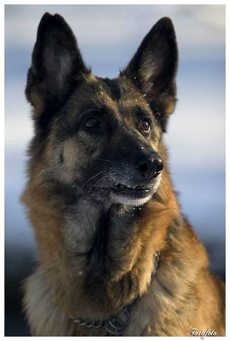 Schæferhund Scully RIP 090210 - NYT 220107 billede 1