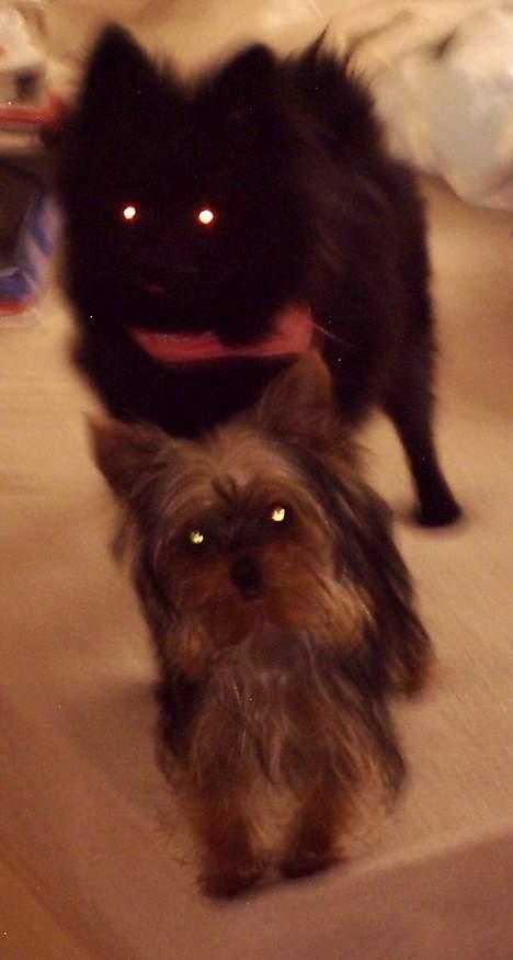 Yorkshire terrier mitzi - Mig og Sussie, vi elsker hinanden, sussie er også herinde synes i skal gå ind og besøge hende, det er Mette B der ejer hende billede 1