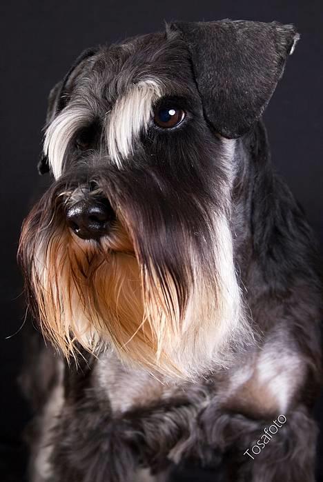 Dvaergschnauzer Kiki RIP 010611 - Nyt 10.10.06 billede 10