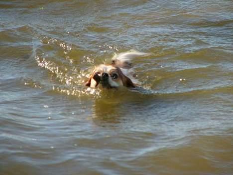 Blanding af racer Pepsi - Pepsi elsker at svømme.... billede 12