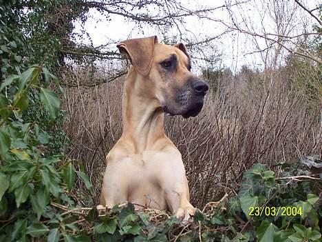 Grand danois Celeste - Hov... Kommer der gæster ??? JUbiii billede 1