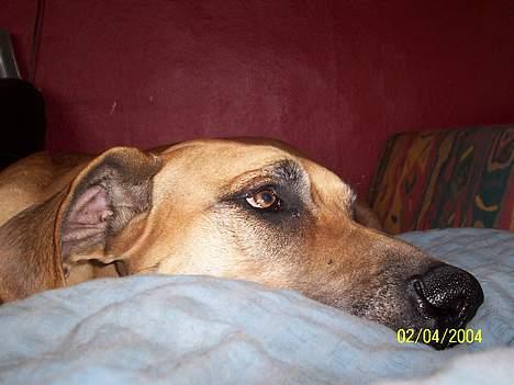 Grand danois Celeste - Ej MoAR!!!! Det kan du ikke mene, skal jeg rejse mig ? billede 2